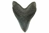 Huge Fossil Megalodon Tooth - South Carolina #367924-2